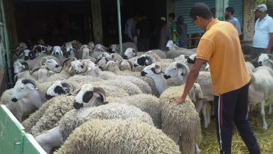 Photo of بمناسبة عيد الأضحى..أسبوع عطلة في انتظار المغاربة وهذه مدتها