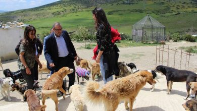 Photo of بسبب الكلاب الضالة.. جماعة طنجة تدرس إحداث مركز للتلقيح