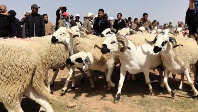 Photo of بسبب عدم جاهزية سوق الماشية.. جماعة طنجة تلجأ لـ”فضاء مؤقت”