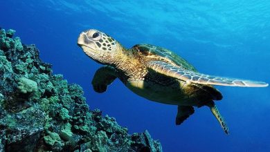 Photo of وزارة أخنوش تمنع صيد السلاحف البحرية في سواحل المملكة
