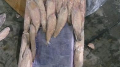 Photo of عاجل.. إحباط كمية جديدة من المخدرات داخل صناديق السمك بالميناء المتوسطي( صور)
