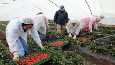 Photo of أمكراز : حالات التحرش الجنسي ضد عاملات مغربيات بحقول إسبانية معزولة