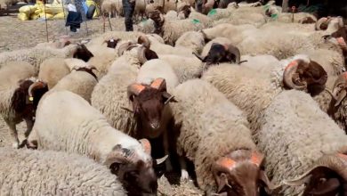 Photo of كما فعلتها بمدن أخرى.. هل تغلق وزارة الداخلية سوق الماشية بطنجة؟