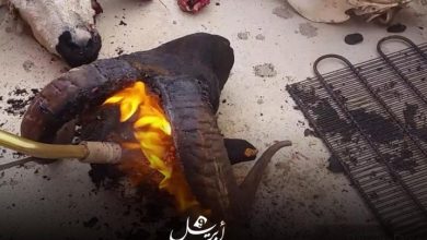 Photo of جماعة طنجة تمنع “شي” رؤوس الأضاحي بالأحياء وتخصص سوقا واحدا لبيع الماشية