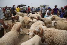 Photo of يصل إلى 9 ملايين رأس.. عرض أضاحي العيد يفوق الطلب