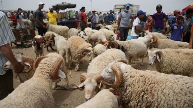 Photo of لحل الأزمة..المغرب يعزز أمنه الغذائي باتفاقيات جديدة لاستيراد المواشي من أستراليا