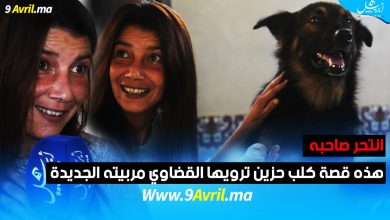 Photo of انتحر صاحبه.. هذه قصة كلب حزين ترويها القضاوي مربيته الجديدة