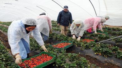 Photo of طنجة: الدفعة الأولى من عاملات الفراولة نحو إسبانيا بعد أيام
