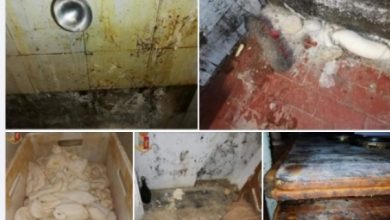 Photo of دود وصراصير وعفن.. السلطات الإيطالية تقفل مخبزة في ملكية مهاجر مغربي