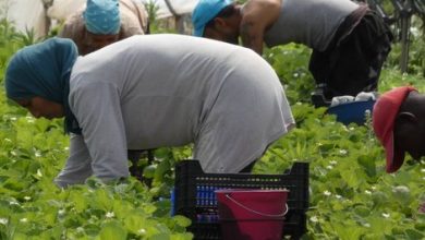 Photo of إسبانيا.. أكثر من أربع سنوات سجنا تواجه المتحرش بعاملات الفراولة
