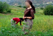 Photo of تقنين زراعة “الكيف”.. يسمح بزراعته في 5 أقاليم فقط وهذه تفاصيل مشروع القانون
