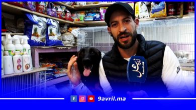 Photo of بائع حيوانات أليفة :”تصدمنا بقرار منع الكلاب.. وماشي الكلب اللي قبيح ولكن مول الكلب”