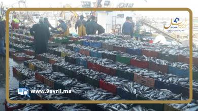 Photo of ارتفاع مفرغات الصيد الساحلي والتقليدي بـ28 بالمائة عن السنة الماضية
