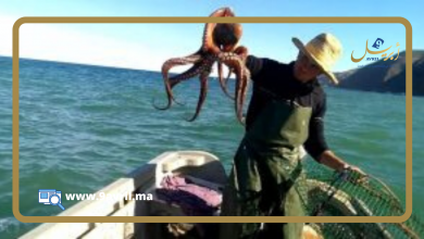 Photo of بحصة إجمالية قدرها 2000 طن.. استئناف صيد الأخطبوط بموانئ طنجة والنواحي