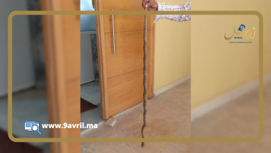 Photo of طنجة: أفعى ضخمة تثير هلعا بكلية العلوم والتقنيات