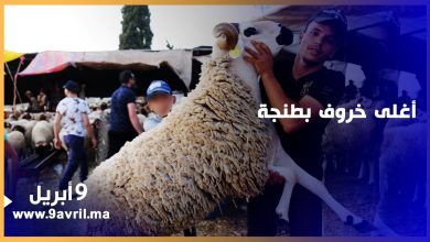 Photo of من يشتريه… أغلى خروف بطنجة تعرف على ثمنه