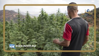Photo of دراسة.. 94 في المائة من المغاربة يعتبرون أن زراعة “الكيف” تاريخية في المغرب