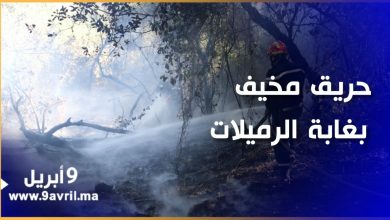 Photo of طنجة.. حريق مخيف يثير الهلع بغابة “دنابو” بمنطقة الرميلات