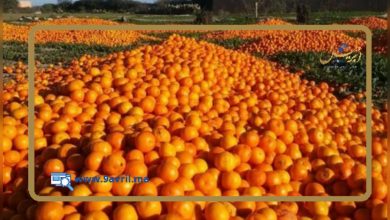 Photo of السلطات الهولندية تمنع توزيع البرتقال المغربي بسبب مبيد حشري محظور
