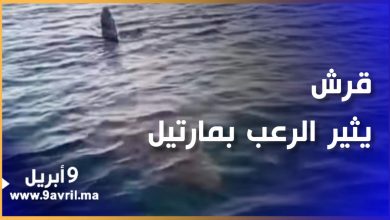 Photo of مارتيل..ظهور قرش عملاق أثار رعب صيادين