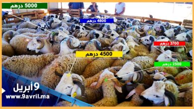 Photo of هل اشتريتم كبش العيد؟.. إليكم أثمنة الأضاحي بسوق طنجة