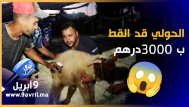 Photo of طنجة..الحولي قد القط ب3000درهم