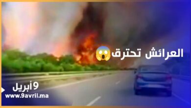 Photo of حرائق العرائش ووزان تأتي على أزيد من 800 هكتار من الغطاء الغابوي