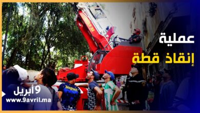 Photo of مشاهد تحـ ـبس الأنفاس لعملية إنـ ـقاذ قطة بطنجة