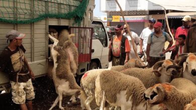 Photo of ألفا كبش في طريقها إلى طنجة وهذا سبب نفاذ “الحولي”