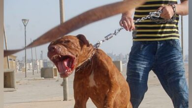 Photo of الأمن يوقف صاحب الكلب الذي افترس عجوزا بطنجة