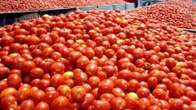 Photo of ارتفاع مفاجئ في أسعار الطماطم يغضب المغاربة