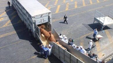 Photo of رابطة حقوقية تحذر من الخطر المحتمل للأبقار البرازيلية على الصحة العامة