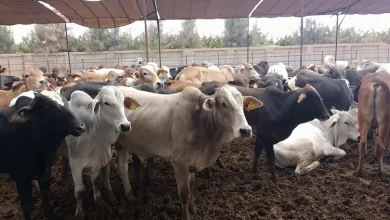Photo of تحذير من تناسل عجول من البرازيل مع الأبقار المحلية المغربية