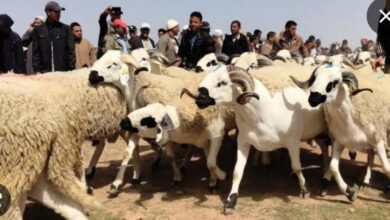 Photo of بايتاس.. أضاحي العيد متوفرة وبأثمنة معقولة