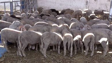 Photo of شحنة جديدة من الأغنام في طريقها للمغرب من البرتغال