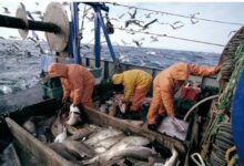 Photo of ارتفاع قوي في مفرغات الصيد بميناء طنجة خلال بداية 2026 رغم تباين الأصناف وطنيا