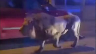 Photo of فيديو…أسد هارب من السيرك في مدينة إيطالية يثير الذعر في الساكنة