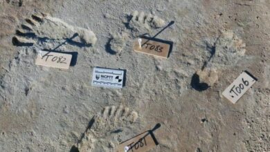 Photo of اكتشاف أقدم آثار أقدام بشرية بشمال إفريقيا وجنوب البحر الأبيض المتوسط بالمغرب