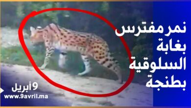 Photo of سلطات طنجة تستنفر عناصرها بعد رصد نمر مفترس بغابة السلوقية