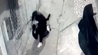 Photo of “بيجي” بني مكادة ينهي مغامرات “الفاسي” الذي يحترف “الكريساج” بطنجة