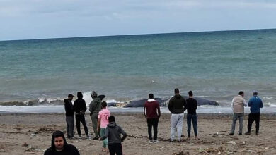 Photo of حوت ضخم يستنفر سلطات تطوان -صور-