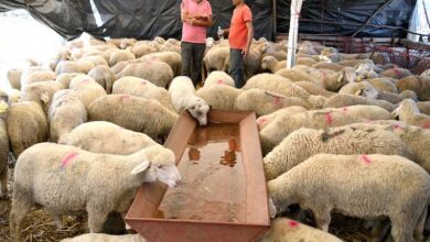 Photo of للمرة الثانية.. الحكومة تستعين بأغنام مستوردة لتغطية الخصاص في أضاحي العيد