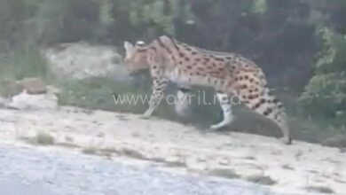Photo of طنجة.. هذه تفاصيل رصد “القط الأنمر” بغابة السلوقية