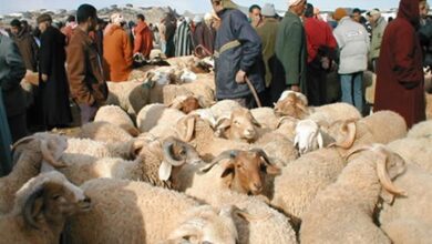 Photo of عيد الأضحى.. أسواق طنجة شبه مجهزة ولا تكفي لاستيعاب الكم الهائل من الأغنام المستوردة والمحلية