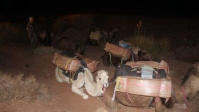 Photo of الجيش يحبط تهريب المخدرات على ظهر الجمال عبر الحدود الشرقية للمملكة