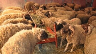 Photo of أنباء عن غلاء غير طبيعي لأضاحي العيد ومطالب بتدخل الحكومة