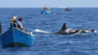 Photo of هجمات الأوركا القاتلة على الصيادة بالشمال على طاولة وزير الصيد البحري