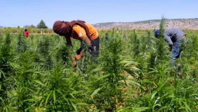 Photo of رغم التقنين.. زراعة القنب الهندي تقود ثلاثة أشخاص للتوقيف بالحسيمة