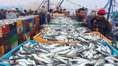Photo of استياء المواطنين من الارتفاع الصاروخي لسعر السردين في معظم المدن المغربية
