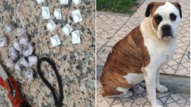 Photo of ضبط متلبسا بمخدرات وسلاح أبيض.. توقيف شخص يتجول بكلب شرس في طنجة